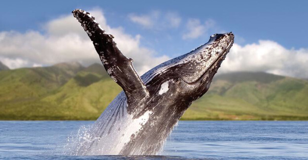 Maui Locals Guide Maui Whale Breach